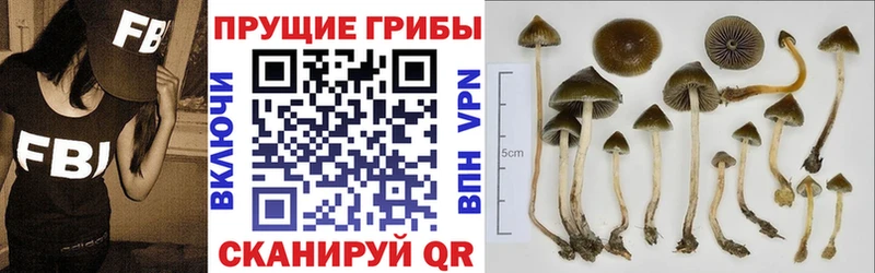 Псилоцибиновые грибы Psilocybine cubensis  Шарыпово 